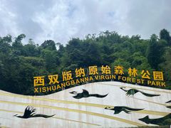 -西双版纳原始森林公园