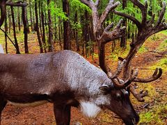-北极村旅游风景区