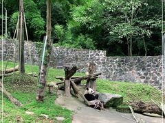 -都江堰中华大熊猫苑