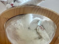 -猫咪派对(江南西店)