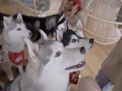 -Husky Go! 哈士奇体验馆·宠物咖啡厅狗咖