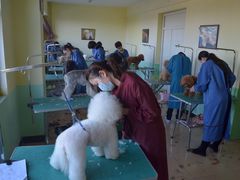 -优缇多格专业宠物美容师培训学校