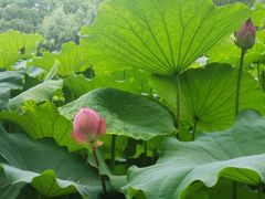 -陈家山荷花公园