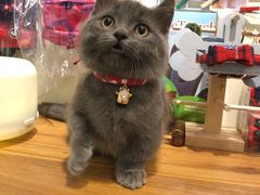 -小尾巴宠物店(万科·金域华庭店)