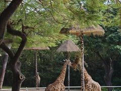 -深圳野生动物园