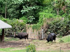 -清迈夜间动物园