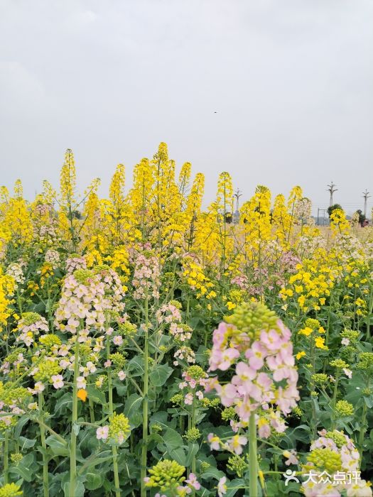 中国天府农业博览园图片