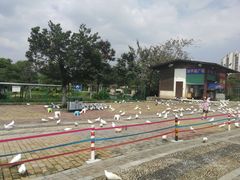 -飞来湖湿地公园