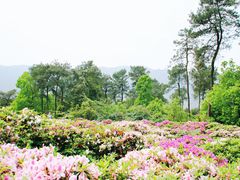 -南山植物园