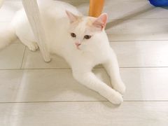 -喵的天空名猫咖啡馆·撸猫·猫舍·用品