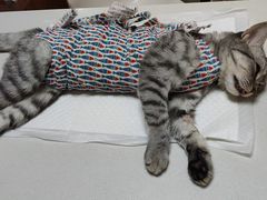 -美联众合宠物医院·爱萌分院·内外科·猫科中心