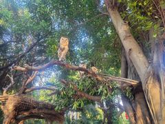 -广州长隆飞鸟乐园