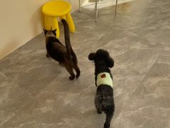 -猫力发电所·宠物专门店