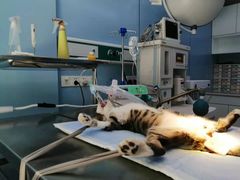 -关爱宠物医院·猫科中心·消化科(滨湖万达分院)