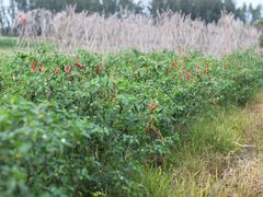 -阪尚皇·原切牛排·烤肉火锅自助(北京路店)