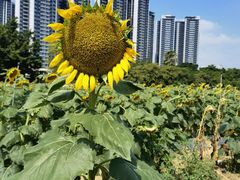 -光明小镇欢乐田园