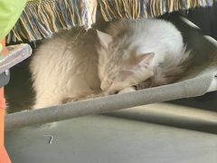 -平行世界·猫咖(首经贸店)