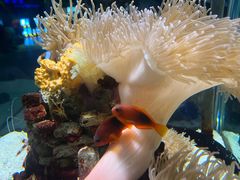 -太平洋海底世界