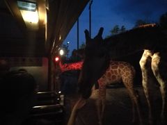 -清迈夜间动物园