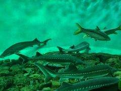 -太平洋海底世界