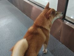 -柴源莊·柴小宠柴犬咖啡