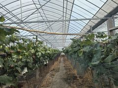 -马陆小张葡萄园农家乐