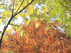 -桤木河湿地公园