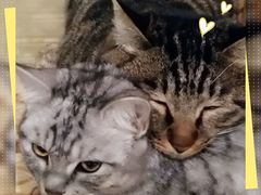 -有才叔的小馆(招商依云曲江店)