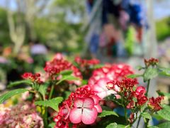 -上海共青森林公园