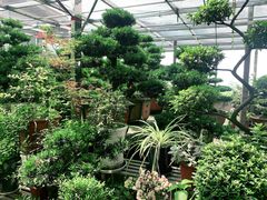 -南山植物园