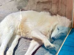 -海合安成都极地海洋公园