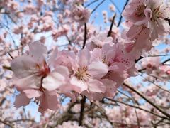 -桃花堤公园