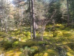 -汤旺河林海奇石景区