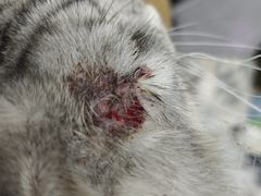 -嘉馨宠物医院·CT影像转诊·心脏科·犬猫全科诊疗中心(下沙大学城院区)