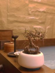 -缦spa