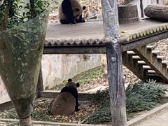 -中国大熊猫保护研究中心雅安碧峰峡基地