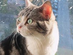 -猫猫幼稚园·撸猫·桌游·电玩