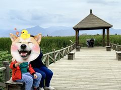 -哈素海
