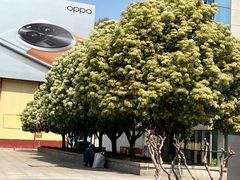 -洛阳周王城天子驾六博物馆