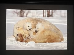 -罗红摄影艺术馆