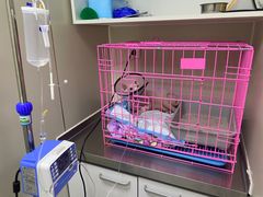 -喜多萌中农锦绣动物医院24H·猫科·牙科MRI·CT