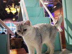 -猫小院猫主题餐厅(三里屯店)