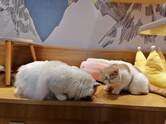 -滚猫咖啡·猫咖·猫友好撸猫(未来城店)