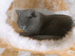 -藏猫猫咖啡主题馆(中央大道店)