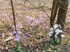 -西青郊野公园