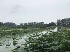 -白洋淀景区