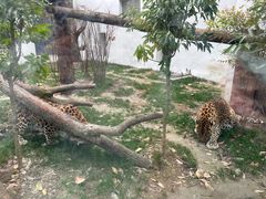 -成都动物园