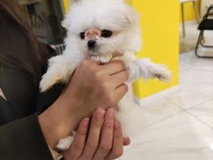 -宠爱多约克夏马尔济斯泰迪小型犬专卖