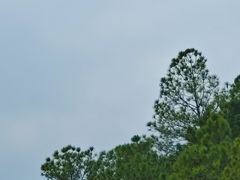 -广州白江湖森林公园