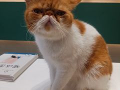 -飞行喵MR PILOT|猫舍·猫咖(静安大融城店)